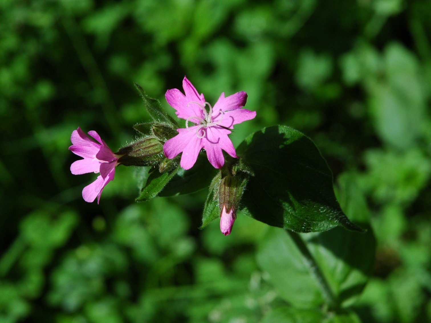 Silene dioica